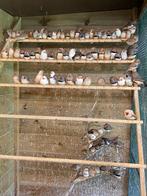 Zebravinken : jongen van 2025, Dieren en Toebehoren, Meerdere dieren, Tropenvogel