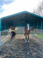 Schuilstal/weidetent, 2 of 3 paarden of pony's, Stalling
