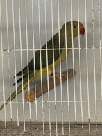 Halsbandparkieten, Dieren en Toebehoren, Vogels | Parkieten en Papegaaien, Meerdere dieren, Parkiet, Geringd