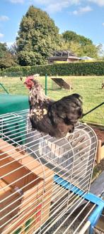 Zwarte cochin haantjes, Dieren en Toebehoren, Mannelijk, Kip