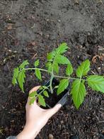 Tomaat planten | Black Cherry, Jardin & Terrasse, Plantes | Jardin, Enlèvement