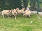 Lammeren te koop, Dieren en Toebehoren, Schapen, Geiten en Varkens, Meerdere dieren, Schaap, 0 tot 2 jaar