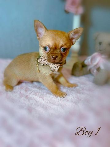 Prachtig Chihuahua reutje beschikbaar voor biedingen