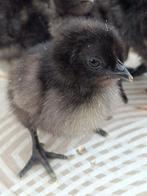 poussins ayam cemani, Sexe inconnu, Poule ou poulet