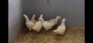 Indische vechtkrielen wit  beschikbaar voor biedingen
