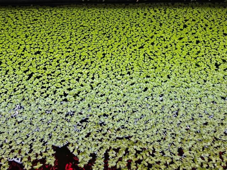 Eendenkroos/Lemna - duckweed, Dieren en Toebehoren, Vissen | Aquaria en Toebehoren, Zo goed als nieuw, Ophalen