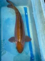 Sansai Chagoi 65cm NU 250€, Karper of Koi