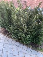 Taxus haag, Tuin en Terras, Ophalen, Taxus, Haag
