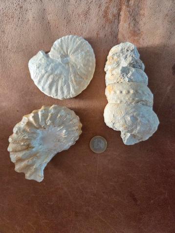 3 ammonites, Enlèvement ou Envoi