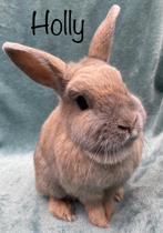 Koppel konijnen ter adoptie, Dieren en Toebehoren, Konijnen, Klein, Meerdere dieren, 3 tot 5 jaar