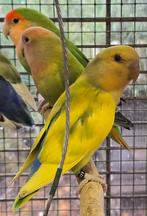 Dwergpapegaaien (Personata + Roseicolli + Fischeri) te koop, Dieren en Toebehoren, Meerdere dieren, Dwergpapegaai of Agapornis