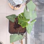 Kamerplant zonder bloempot, Ophalen