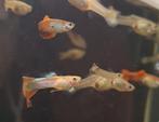 Jonge Guppy's - 10 voor €5, Dieren en Toebehoren, Vissen | Aquariumvissen, Vis, Zoetwatervis, Schoolvis