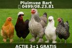 UITVERKOOP sier/kriel kippen 3+1 GRATIS 0499/082381, Vrouwelijk, Kip