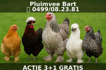 UITVERKOOP sier/kriel kippen 3+1 GRATIS 0499/082381 beschikbaar voor biedingen