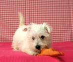 chiot Westie super mignon !, Un chien, 8 à 15 semaines, Étranger, Parvovirose