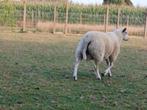 ram, Dieren en Toebehoren, Schapen, Geiten en Varkens
