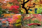 Indrukwekkende Groep Japanse Esdoorns Winterhard 4-Stuks, Verzenden, Zomer, Halfschaduw