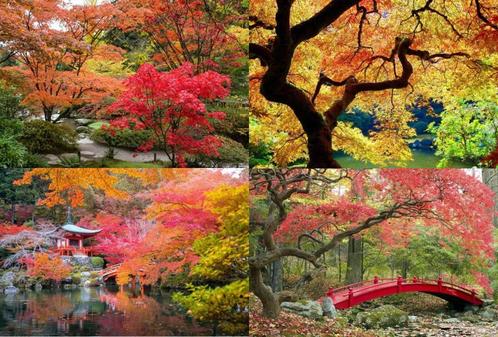 Indrukwekkende Groep Japanse Esdoorns Winterhard 4-Stuks, Tuin en Terras, Planten | Tuinplanten, Halfschaduw, Zomer, Verzenden
