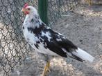 jonge bonte leghorn exchequer haan, Dieren en Toebehoren, Pluimvee, Kip