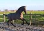 Knappe PURA RAZA ESPANOLA hengst/ruin 2 jaar oud, Dieren en Toebehoren, Paarden, Hengst, 160 tot 165 cm, Gechipt, 0 tot 2 jaar