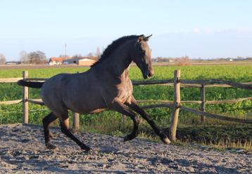 Knappe PURA RAZA ESPANOLA hengst/ruin 2 jaar oud beschikbaar voor biedingen