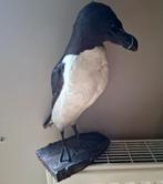 Mooi opgezette ALK, Verzenden, Gebruikt, Vogel, Opgezet dier