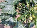 courgette, Tuin en Terras, Planten | Tuinplanten, Ophalen