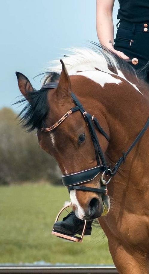 Anatomisch Hoofdstel  MRS. ROS DELUXE cob, Dieren en Toebehoren, Paarden en Pony's | Hoofdstellen en Tuigage, Zo goed als nieuw