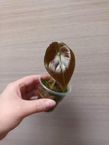 Alocasia cuprea  beschikbaar voor biedingen