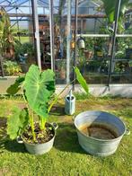 Colocasia gaoligongensis `Black Pearl`, Jardin & Terrasse, Plantes | Jardin, Enlèvement