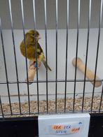 Kanarie, Dieren en Toebehoren, Vogels | Kanaries