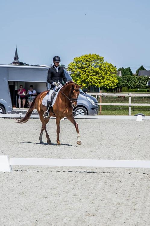 Lieve 7 jarige merrie, Dieren en Toebehoren, Paarden, Merrie, ZZ, 170 tot 175 cm, 7 tot 10 jaar, Dressuurpaard, Met stamboom, Gechipt