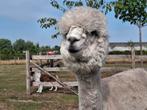 Alpaca merrie 2jaar oud., Tickets en Kaartjes