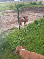 Koppel geitjes 3 jaar, Dieren en Toebehoren