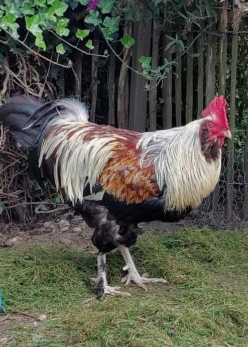 Haan zoekt nieuwe thuis, Dieren en Toebehoren, Pluimvee, Kip, Mannelijk