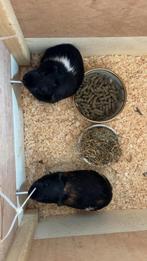 2 cavias met ren en toebehoren, Cavia, Juni, Mannelijk, Tam