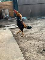 Shamo tekoop, Dieren en Toebehoren