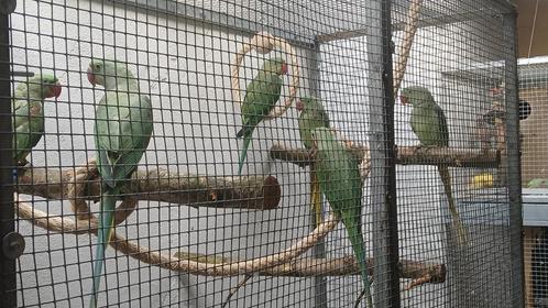Grote alexanderparkieten, wildkleur en split en derbyan park, Dieren en Toebehoren, Vogels | Parkieten en Papegaaien, Parkiet
