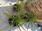 Cordyline, Ophalen, Vaste plant, Overige soorten, Halfschaduw