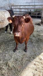 dexter koe, Dieren en Toebehoren, Vrouwelijk, 7 tot 10 jaar