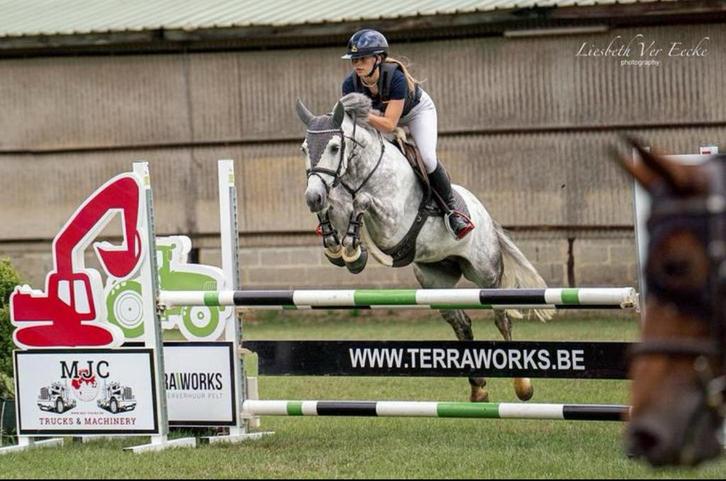 9 jarige sportpony, Dieren en Toebehoren, Pony's, Merrie, Ontwormd
