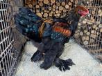 Jonge brahma haan van 2025, Dieren en Toebehoren, Pluimvee, Mannelijk, Kip