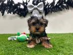 Chiots Yorkshire Terrier, Animaux & Accessoires, Yorkshire Terrier, Parvovirose, Plusieurs, Belgique