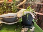 Terrarium hp terra 90 + couple regius, Dieren en Toebehoren, Slang, Met terrarium, 0 tot 2 jaar