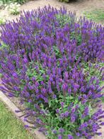 Salvia nemorosa, Enlèvement, Plante fixe