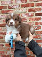 Beaux chiots bergers Australiens, Animaux & Accessoires, Chiens | Bergers & Bouviers, Plusieurs, Belgique, Berger, Plusieurs animaux