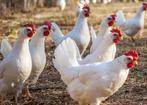 Leghorn broedeieren ( momenteel gereserveerd tot 26/09 ), Dieren en Toebehoren