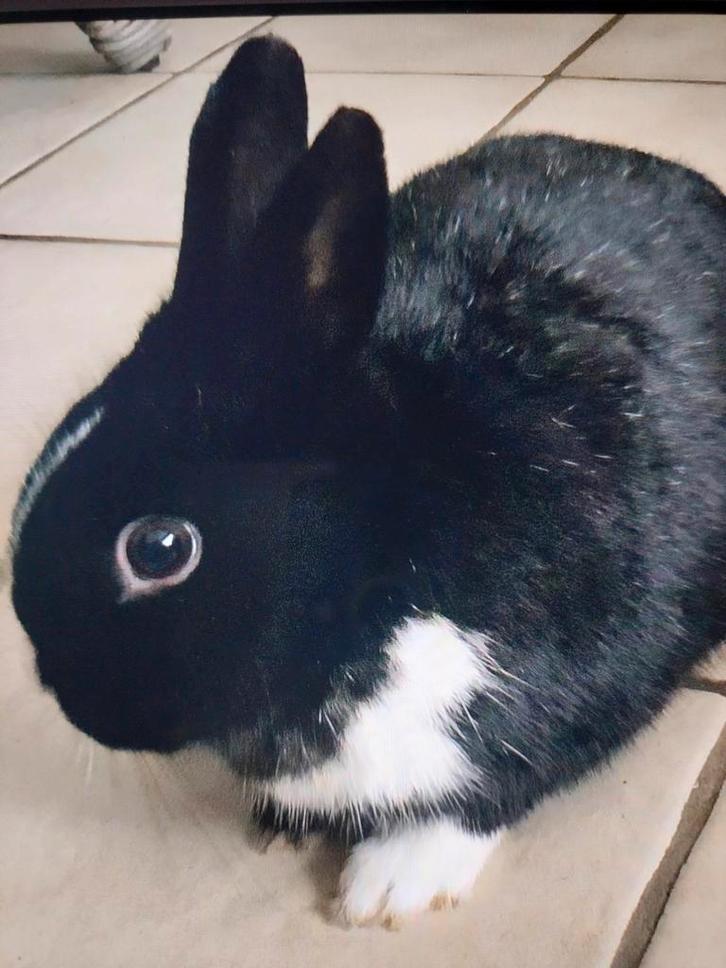 Dwergkonijntje, Dieren en Toebehoren, Konijnen, Dwerg, Vrouwelijk, 0 tot 2 jaar