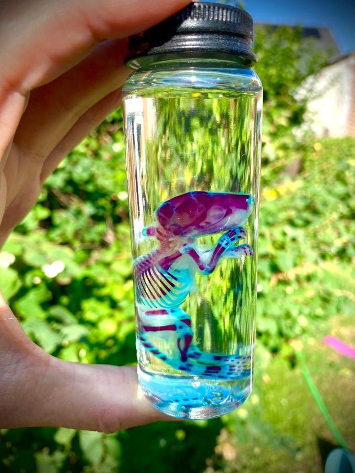 Rariteiten kabinet wet specimen - gediaphonizeerde rat/muis, Verzamelen, Mineralen en Fossielen, Overige typen, Ophalen of Verzenden